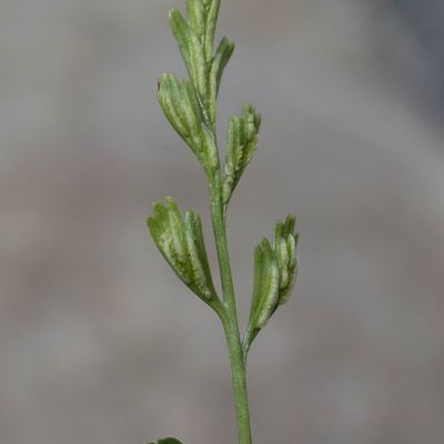 Asplenium ×alternifolium Wulfen, 19 May 2019, © Copyright Françoise Alsaker – Aspleniaceae