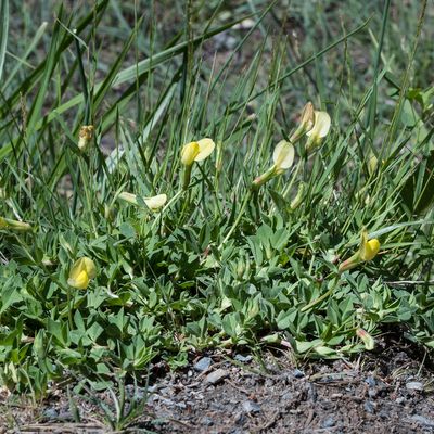 Lotus maritimus L., 8 June 2017, Françoise Alsaker – Fabaceae