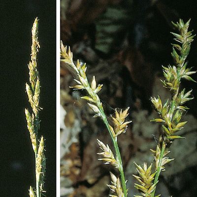 Carex elongata L., © 2022, Konrad Lauber – Flora Helvetica – Haupt Verlag