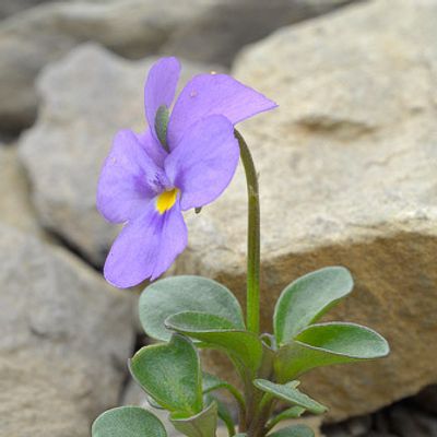 Viola cenisia L., © 2007, Beat Bäumler – Sanetsch (VS)