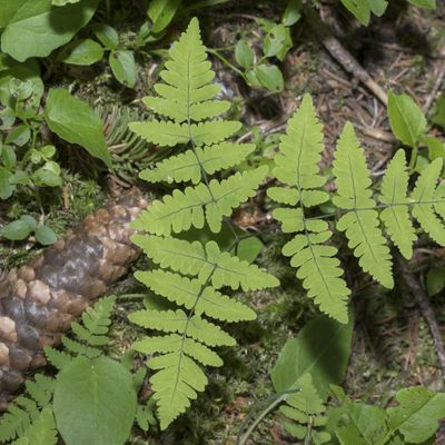 Gymnocarpium dryopteris (L.) Newman, 29 June 2018, © Copyright Françoise Alsaker