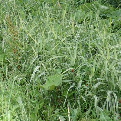 Phalaris arundinacea var. picta L., © Copyright Christophe Bornand