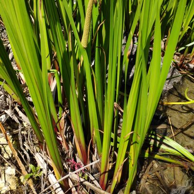 Acorus calamus L., © Copyright Christophe Bornand