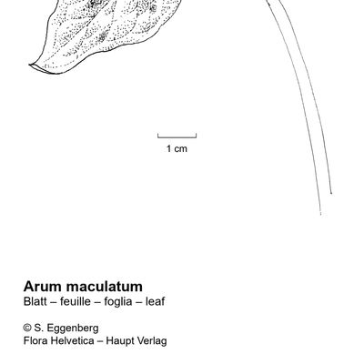 Arum maculatum L., 7 January 2021, © 2022, Stefan Eggenberg – Flora Helvetica – Haupt Verlag