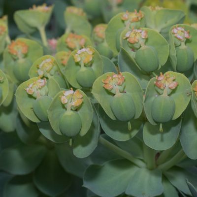Euphorbia myrsinites L., 23 April 2018, © Copyright Françoise Alsaker – Euphorbiaceae