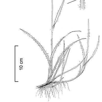 Luzula campestris (L.) DC., © 2022, Stefan Eggenberg – Flora Vegetativa - Haupt Verlag