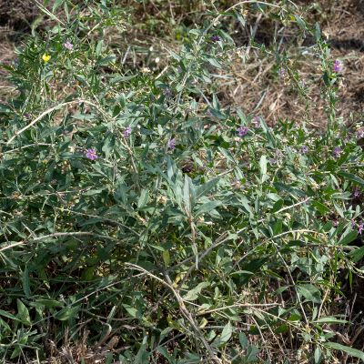 Lycium barbarum L., 29 March 2022, © Copyright Françoise Alsaker – Solanaceae