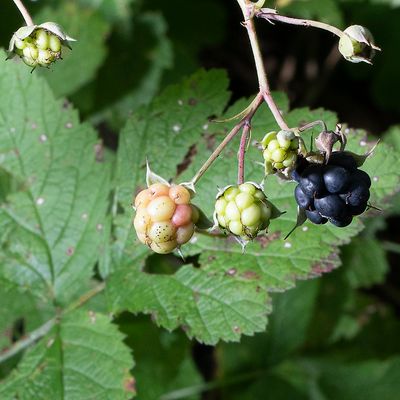Rubus caesius L., 28 September 2019, © Copyright Françoise Alsaker
