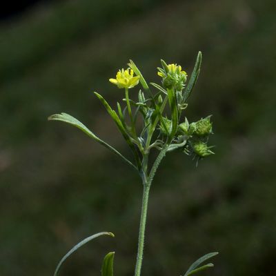 Ranunculus arvensis L., 16 June 2017, © Copyright Françoise Alsaker – Ranunculaceae