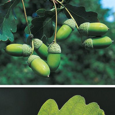Quercus robur L., © 2022, Konrad Lauber – Flora Helvetica – Haupt Verlag