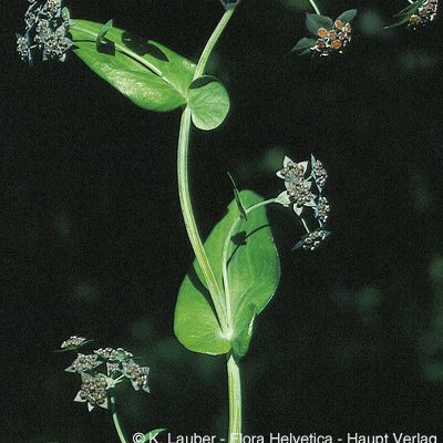 Bupleurum longifolium L., © 2022, Konrad Lauber – Flora Helvetica – Haupt Verlag