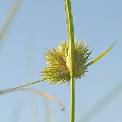 Carex bohemica Schreb., © 2007, Beat Bäumler – Damphreux (JU)