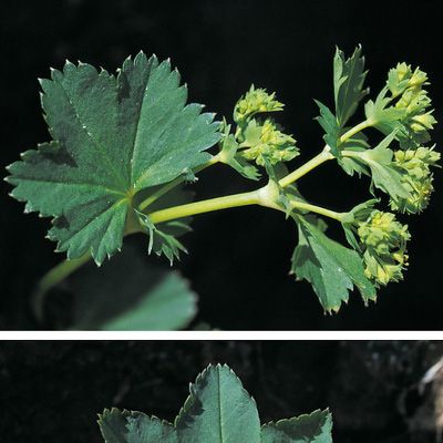 Alchemilla coriacea aggr., © 2022, Konrad Lauber – Flora Helvetica – Haupt Verlag