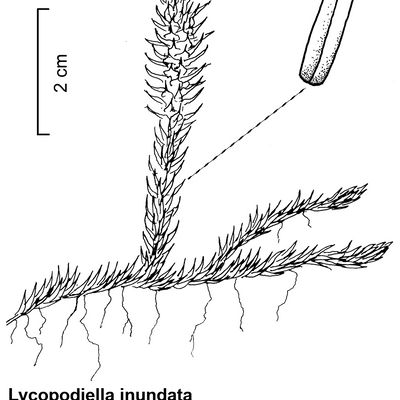 Lycopodiella inundata (L.) Holub, © 2022, Stefan Eggenberg – Flora Vegetativa - Haupt Verlag