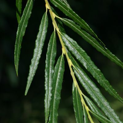 Salix viminalis L., © Copyright Christophe Bornand