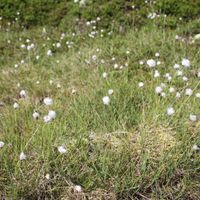 7/13 - © Copyright 2015 Patrice Prunier – VI.2.1.1.5 - Eriophoro vaginati-Trichophoretum cespitosi, Grimsel CH-VS