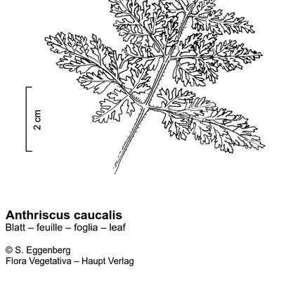 Anthriscus caucalis M. Bieb., 12 January 2023, © 2022, Stefan Eggenberg – Flora Vegetativa © Haupt Verlag