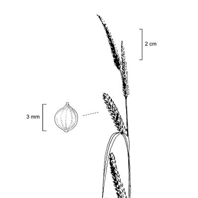 Carex acuta L., 7 January 2021, © 2022, Stefan Eggenberg – Flora Vegetativa - Haupt Verlag