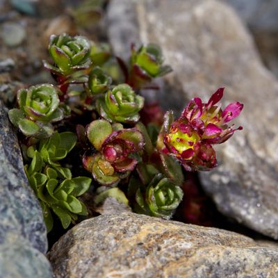 Saxifraga biflora aggr., © 2022, Hugh Knott – Zermatt