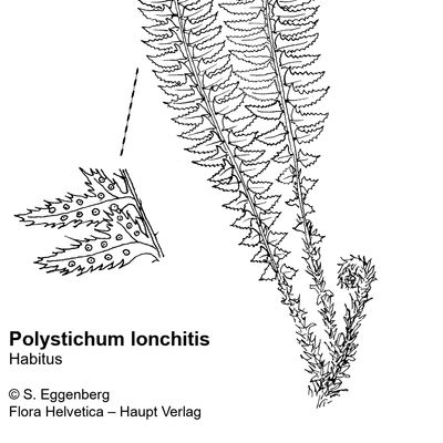 Polystichum lonchitis (L.) Roth, © 2022, Stefan Eggenberg – Flora Vegetativa - Haupt Verlag
