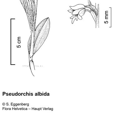 Pseudorchis albida (L.) Á. Löve & D. Löve, 2 December 2022, © 2022, Stefan Eggenberg – Flora Vegetativa - Haupt Verlag
