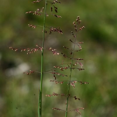 Catabrosa aquatica (L.) P. Beauv., © Copyright Christophe Bornand