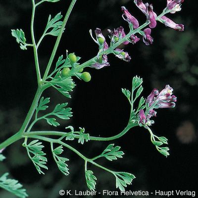Fumaria officinalis subsp. wirtgenii (W. D. J. Koch) Arcang., © 2022, Konrad Lauber – Flora Helvetica – Haupt Verlag