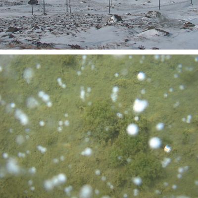 Nitella gracilis (Sm.) C. Agardh, 16 May 2023, © 2007, A. Boissezon – Lac du col de la Bernina (2222 m), une des deux stations d’altitude suisses où Nitella gracilis se maintient l’hiver sous la glace (novembre 2007). 