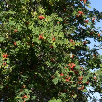 Sorbus aucuparia L., 26 August 2021, © Copyright Françoise Alsaker – Rosaceae