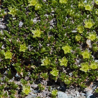 Minuartia sedoides (L.) Hiern, © 2022, Hugh Knott – Zermatt