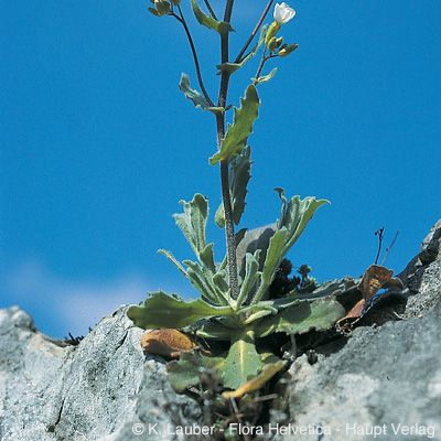 Arabis alpina subsp. caucasica (Willd.) Briq., © 2022, Konrad Lauber – Flora Helvetica – Haupt Verlag