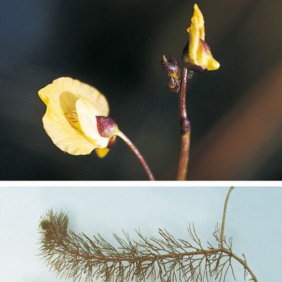 Utricularia intermedia Hayne, © 2022, Konrad Lauber – Flora Helvetica – Haupt Verlag