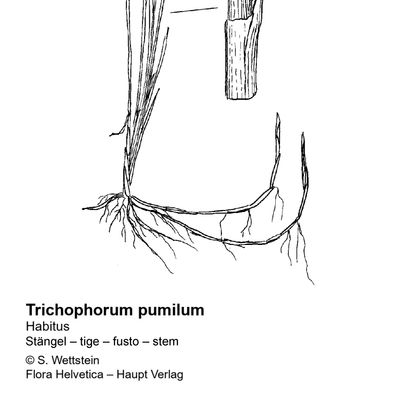 Trichophorum pumilum (Vahl) Schinz & Thell., 2 December 2022, © 2022, Sacha Wettstein – Flora Vegetativa - Haupt Verlag
