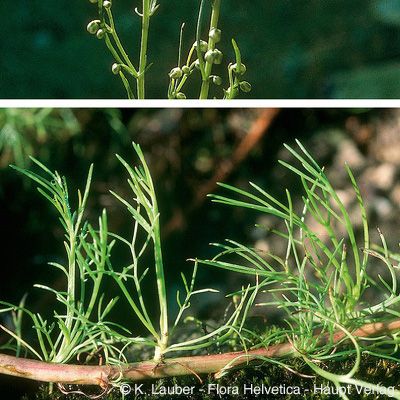 Artemisia campestris subsp. alpina (DC.) Arcang., © 2022, Konrad Lauber – Flora Helvetica – Haupt Verlag