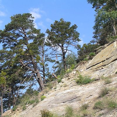 Pinus sylvestris L., 12 June 2005, © 2005, Peter Bolliger – Ausserberg