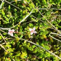 6/18 - © Copyright 2025 Patrice Prunier – VI.2.1.1.3 - Dicrano bergeri-Callunetum vulgaris, Schlupfheim CH-LU