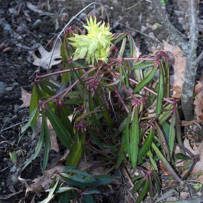 Helleborus foetidus L., 25 February 2017, © Copyright Françoise Alsaker – Ranunculaceae