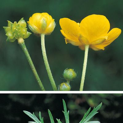 Ranunculus acris L. subsp. acris, © 2022, Konrad Lauber – Flora Helvetica – Haupt Verlag