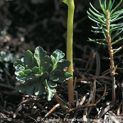 Botrychium multifidum (S. G. Gmel.) Rupr., © 2022, Konrad Lauber – Flora Helvetica – Haupt Verlag