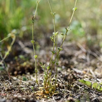 Cerastium brachypetalum subsp. tenoreanum (Ser.) Soó, © 2022, Philippe Juillerat – Pedrinate