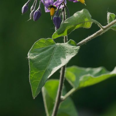 Solanum dulcamara L., © Copyright Christophe Bornand