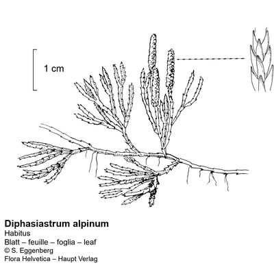 Diphasiastrum alpinum (L.) Holub, © 2022, Stefan Eggenberg – Flora Vegetativa - Haupt Verlag