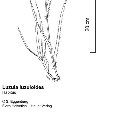 Luzula luzuloides (Lam.) Dandy & Wilmott, © 2022, Stefan Eggenberg – Flora Vegetativa - Haupt Verlag