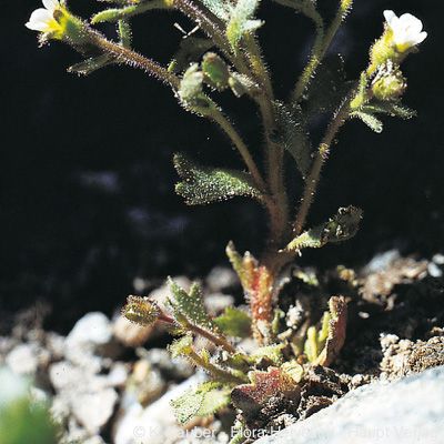 Saxifraga adscendens L., © 2022, Konrad Lauber – Flora Helvetica – Haupt Verlag