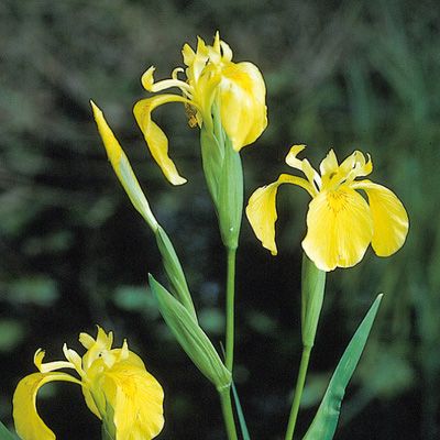 Iris pseudacorus L., © 2022, Konrad Lauber – Flora Helvetica – Haupt Verlag