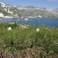 12/13 - © Copyright 2015 Patrice Prunier – VI.2.1.1.5 - Eriophoro vaginati-Trichophoretum cespitosi, Grimsel CH-VS