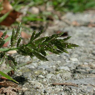 Eragrostis cilianensis (All.) Janch., © 2022, Adrian Möhl – Lausanne