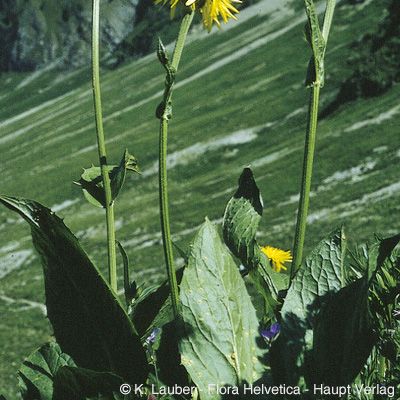 Crepis bocconei P. D. Sell, © 2022, Konrad Lauber – Flora Helvetica – Haupt Verlag