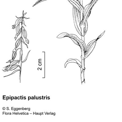 Epipactis palustris (L.) Crantz, 2 December 2022, © 2022, Stefan Eggenberg – Flora Vegetativa - Haupt Verlag