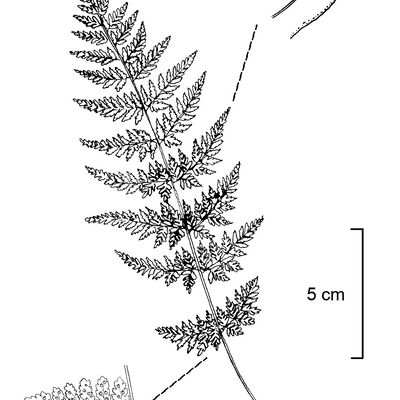 Cystopteris fragilis (L.) Bernh., © 2022, Stefan Eggenberg – Flora Vegetativa - Haupt Verlag